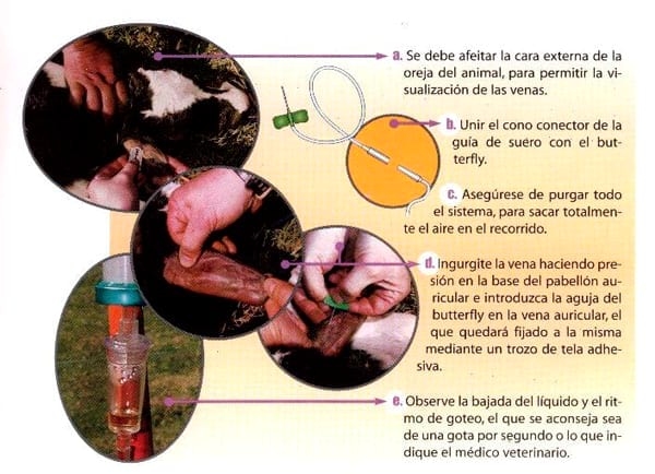 Desarrollo de un sistema para la administración de soluciones hidroeletrolíticas en bovinos - Image 4