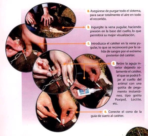 Desarrollo de un sistema para la administración de soluciones hidroeletrolíticas en bovinos - Image 6