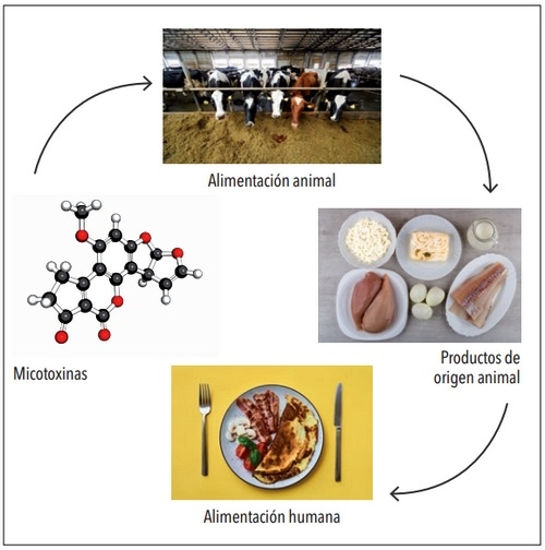 Micotoxinas en alimentación animal: ¿es posible reducir su efecto mediante la adición de adsorbentes a los piensos? - Image 3