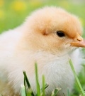 Pediatría para broilers - Image 1