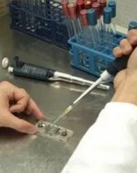 Metales y ácidos orgánicos, ¿una nueva alternativa a los antibióticos? - Image 1