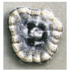 Ácido penicilico - Image 1