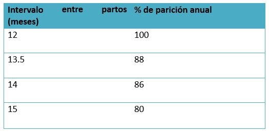Excedente de reemplazos lecheros (vaquillas) en una lechería: ¿Beneficia o perjudica? - Image 1