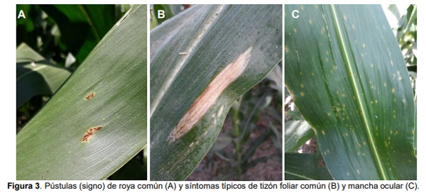 Maíz para silaje: evaluación de híbridos en siembra temprana y tardía en el ciclo agrícola 2018/19 - Image 8