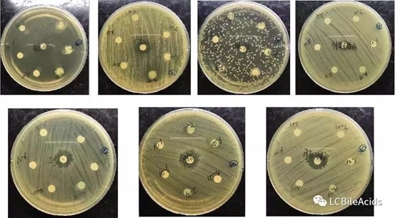Una forma segura y eficiente de desparasitar: el aceite esencial eucalipto Le Chang - Image 2