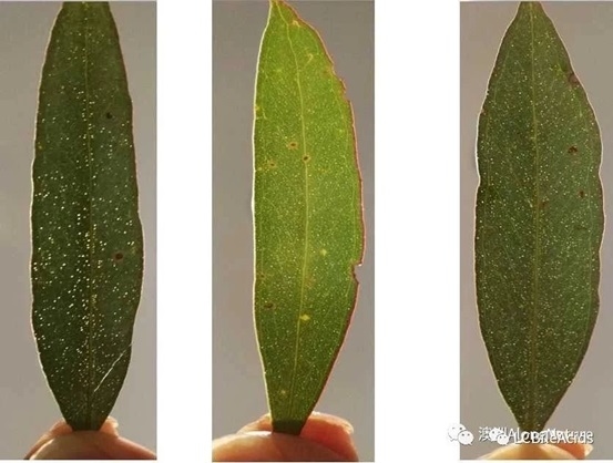 Una forma segura y eficiente de desparasitar: el aceite esencial eucalipto Le Chang - Image 1