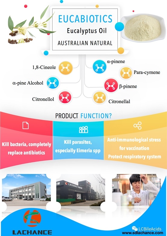 Una forma segura y eficiente de desparasitar: el aceite esencial eucalipto Le Chang - Image 3