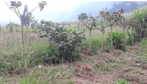 Dialogando con la huerta ancestral en Loja para el manejo de la humedad y fertilidad - Image 10