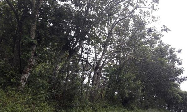Dialogando con la huerta ancestral en Loja para el manejo de la humedad y fertilidad - Image 15