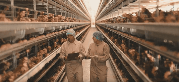 Nutrición en ponedoras: Lo que debemos saber sobre las etapas de cría y levante - Image 1