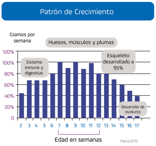 Nutrición en ponedoras: Lo que debemos saber sobre las etapas de cría y levante - Image 3