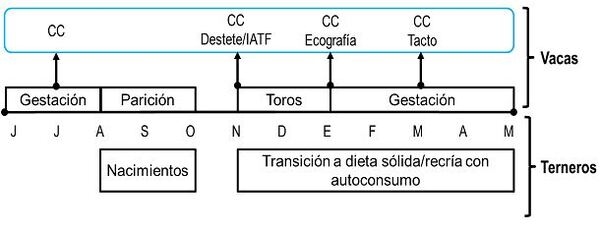 Módulo Demostrativo de Destete Hiperprecoz: Resultados obtenidos en la cría, destete y recría durante el ciclo productivo 2018/19 - Image 1