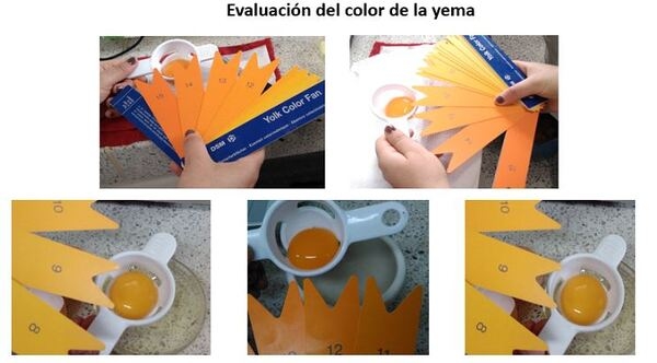 Evaluación de los parámetros productivos y calidad del huevo de gallinas en dos sistemas de alojamiento</br><sub>(Piso convencional con suplementación de Sauco (Sambucus nigra) y Pastoreo con Kikuyo (Pennisetum clandestinum) en la Sabana de Bogotá”</sub> - Image 6