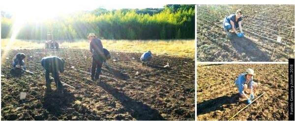 Cosecharás tu siembra. Aporte del vigor y la calibración de las semillas al rendimiento de grano - Image 1