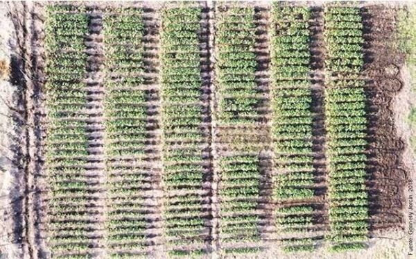Cosecharás tu siembra. Aporte del vigor y la calibración de las semillas al rendimiento de grano - Image 7