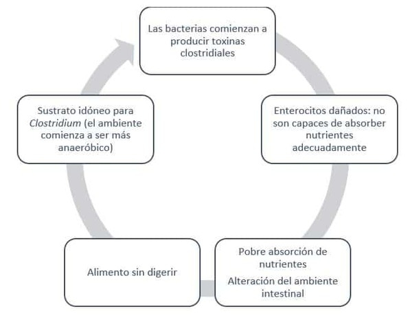 Impacto de la enteritis necrótica en aves y su prevención mediante el uso de un aditivo natural basado en el anillo cimenol - Image 3