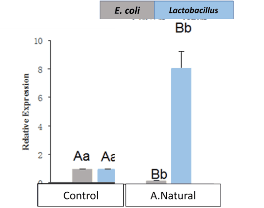 Impacto de la enteritis necrótica en aves y su prevención mediante el uso de un aditivo natural basado en el anillo cimenol - Image 4