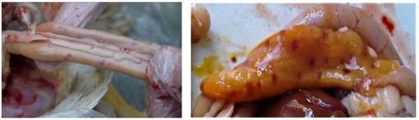 Impacto de la enteritis necrótica en aves y su prevención mediante el uso de un aditivo natural basado en el anillo cimenol - Image 2