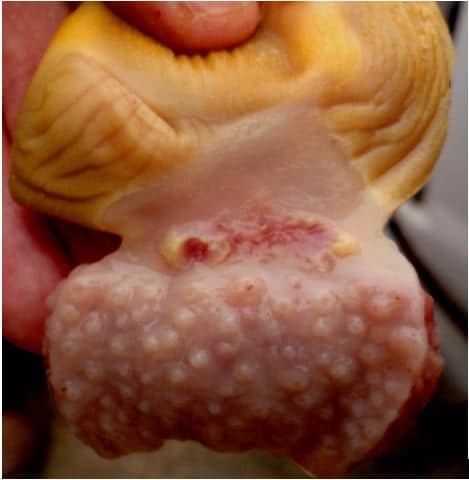 Impacto de la enteritis necrótica en aves y su prevención mediante el uso de un aditivo natural basado en el anillo cimenol - Image 1