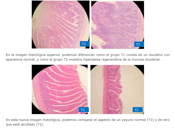 Impacto de la enteritis necrótica en aves y su prevención mediante el uso de un aditivo natural basado en el anillo cimenol - Image 9