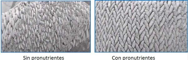 Por un presente sin antibióticos promotores de crecimiento (APCs) - Image 1