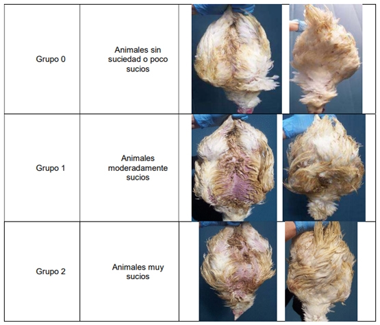 Procedimiento para la deteccion post-mortem de insuficiente bienestar animal en explotaciones de pollos de engorde y actuaciones de la autoridad competente - Image 4