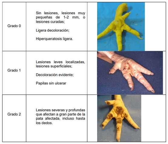 Procedimiento para la deteccion post-mortem de insuficiente bienestar animal en explotaciones de pollos de engorde y actuaciones de la autoridad competente - Image 1