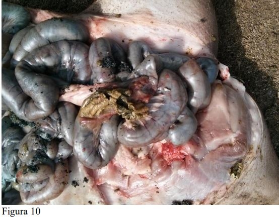 La asociación patológica entre Trichuris suis y Lawsonia intracellularis en el cerdo ibérico y sus cruces. - Image 10