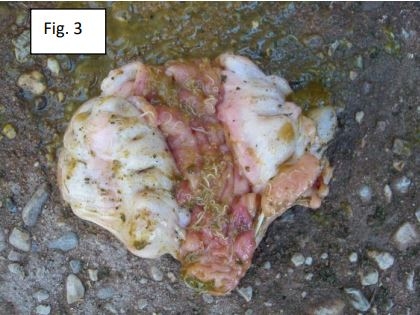 La asociación patológica entre Trichuris suis y Lawsonia intracellularis en el cerdo ibérico y sus cruces. - Image 3