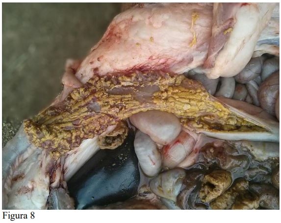 La asociación patológica entre Trichuris suis y Lawsonia intracellularis en el cerdo ibérico y sus cruces. - Image 8
