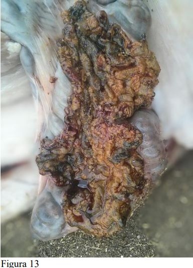 La asociación patológica entre Trichuris suis y Lawsonia intracellularis en el cerdo ibérico y sus cruces. - Image 13