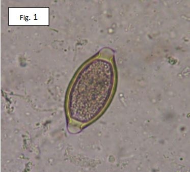 La asociación patológica entre Trichuris suis y Lawsonia intracellularis en el cerdo ibérico y sus cruces. - Image 1