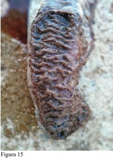 La asociación patológica entre Trichuris suis y Lawsonia intracellularis en el cerdo ibérico y sus cruces. - Image 15