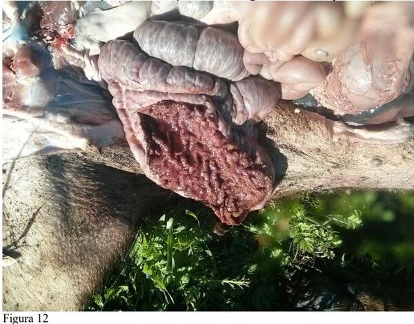 La asociación patológica entre Trichuris suis y Lawsonia intracellularis en el cerdo ibérico y sus cruces. - Image 12