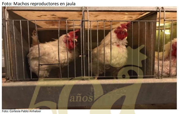 Sistemas alternativos de alimentación automatizada y su efecto en la productividad - Image 4