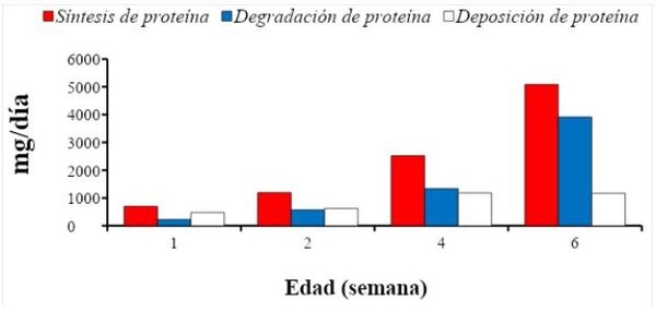 Uso de aminoácidos industriales para el máximo rendimiento de pollos de engorde - Image 2