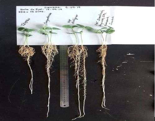 Sistema de producción a partir del concepto de Trofobiosis mediante el uso de insumos biológicos en cultivos de manejo tradicional - Image 1