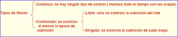 Puntos críticos Ovinos de Carne II - Image 22