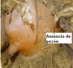Puntos críticos Ovinos de Carne II - Image 33