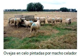 Puntos críticos Ovinos de Carne II - Image 27
