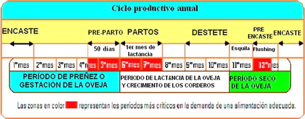 Puntos críticos Ovinos de Carne II - Image 12