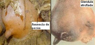 Puntos críticos Ovinos de Carne II - Image 20