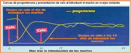 Puntos críticos Ovinos de Carne II - Image 15