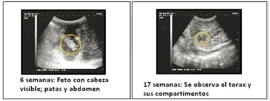 Puntos críticos Ovinos de Carne II - Image 29