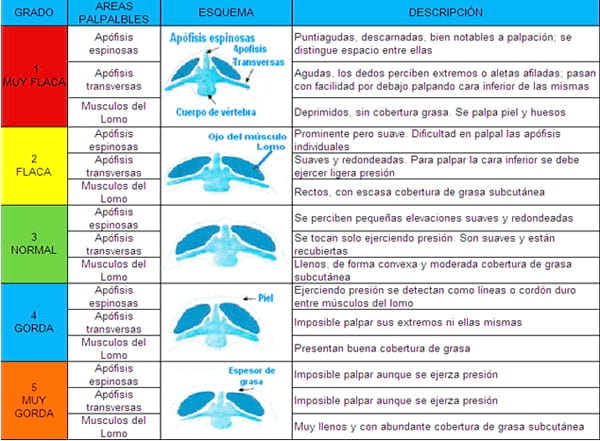 Puntos críticos Ovinos de Carne II - Image 14