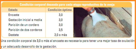 Puntos críticos Ovinos de Carne II - Image 13