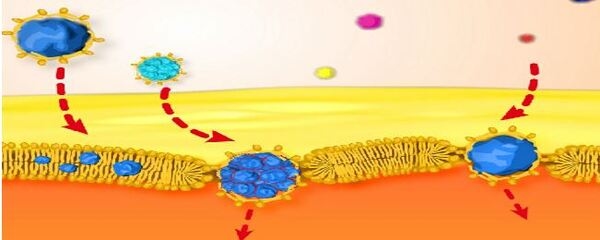 La nanonutricion es la nutrición animal del futuro - Image 13