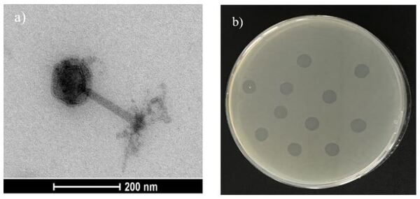 Autofagos: una medida para el control de Salmonella en Avicultura - Image 3