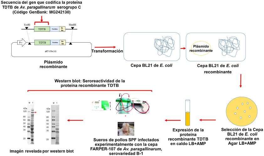 Evaluación de la Seroreactividad de la forma recombinante de la proteína transportador dependiente de TonB de Avibacterium paragallinarum - Image 1