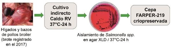 Caracterización genómica de una cepa de Salmonella enterica subsp. enterica serotipo Infantis, aislado en pollos procedentes de una granja del sur chico de Perú - Image 1